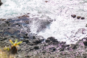 2661 Victoria, Laguna Beach